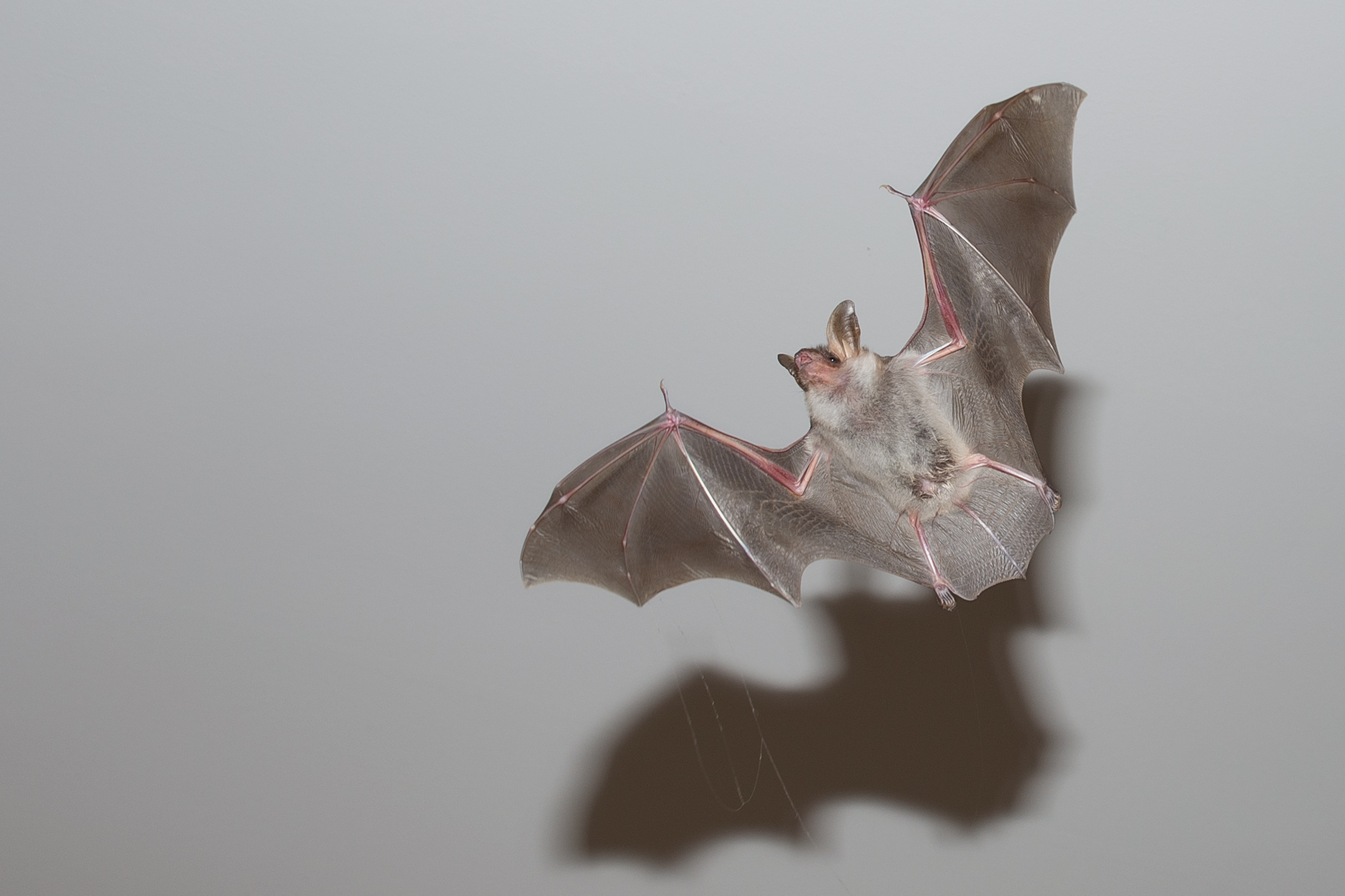 La Chauve-souris : comment vit-elle ? Quelles espèces peut-on