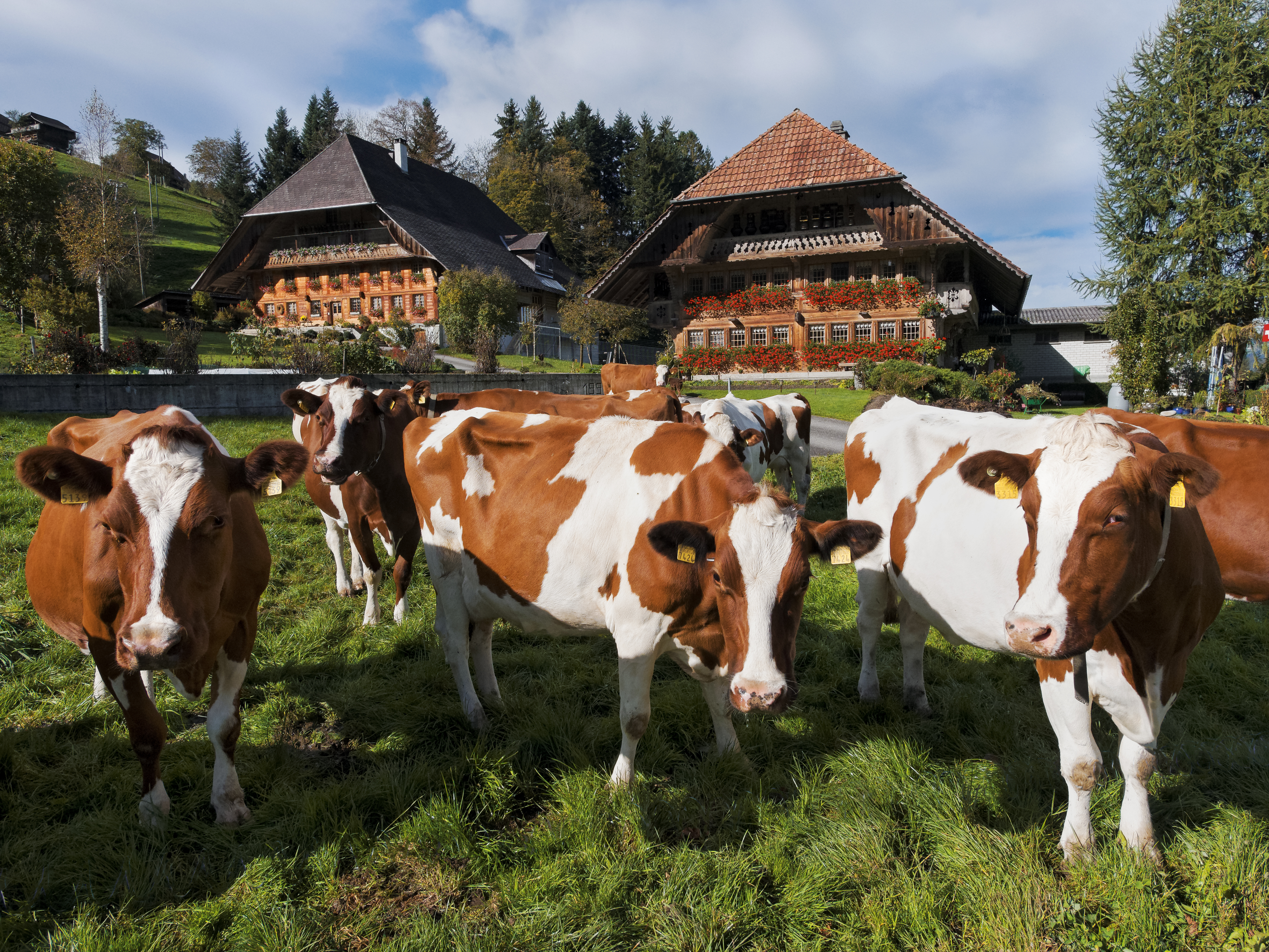 Comment les bouses de vache peuvent-elles être transformées en énergie ?