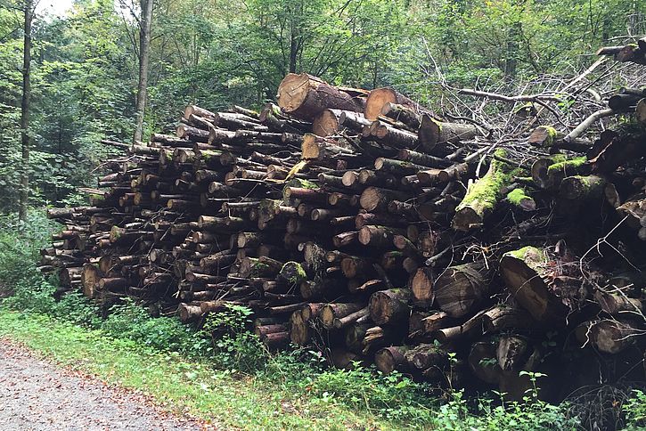 Les granulés de bois sont-ils un danger pour les forêts ?
